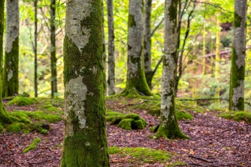 Scenic shot of a dense mossy forest with tall trees