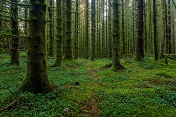 Beautiful forest area with mossy trees