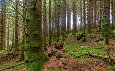 Beautiful forest area with mossy trees