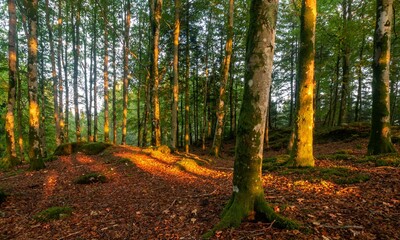 Obraz premium Beautiful forest area with mossy trees