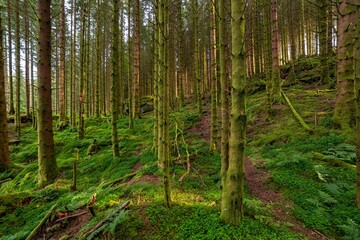 Obraz premium Beautiful forest area with mossy trees
