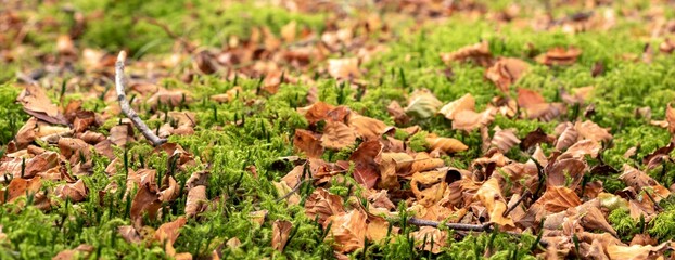 Closeup shot of wild fungi in a forest