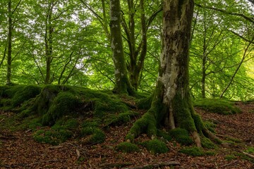 Forest landscape with mossy trees