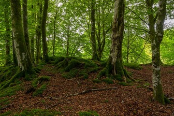 Forest landscape with mossy trees