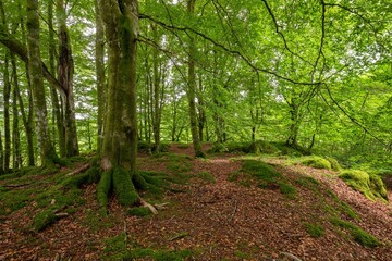 Forest landscape with mossy trees