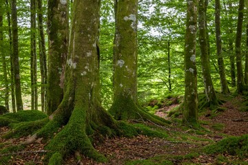 Forest landscape with mossy trees