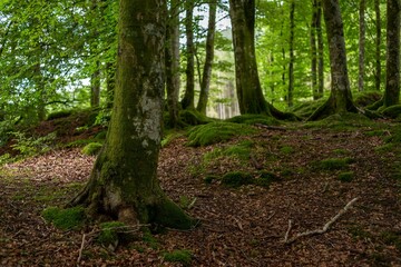 Forest landscape with mossy trees
