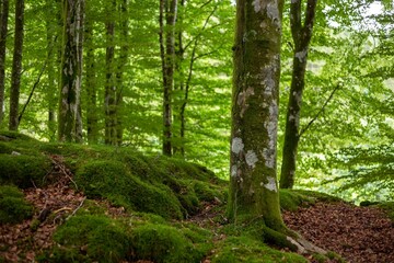 Forest landscape with mossy trees