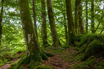 Forest landscape with mossy trees