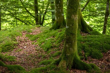 Forest landscape with mossy trees