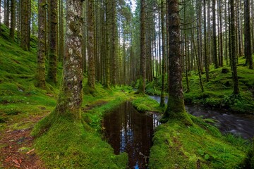Fototapeta premium Forest landscape with mossy trees