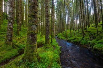 Obraz premium Beautiful bright green mossy forest