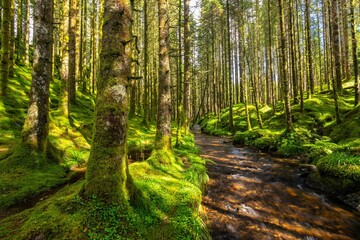 Beautiful bright green mossy forest