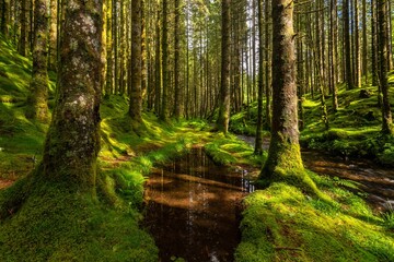 Beautiful bright green mossy forest