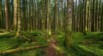 Beautiful bright green mossy forest