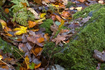 Closeup shot of wet fallen leaves
