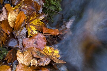 Closeup shot of wet fallen leaves