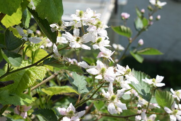 white blooming blackberry flowers