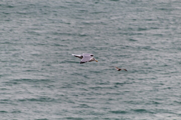 seagull flying in the sea