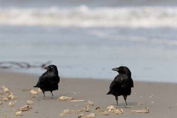 Two Carrion crows (Corvus corone) on the beach on Juist, East Frisian Islands, Germany, in spring.