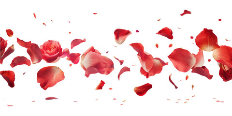 Red rose petals flying in the air on white background