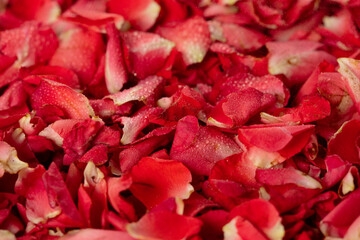 Macro close up of Rose petals pile. Love, romance and celebrate ceremony of wedding and religious...