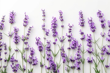 Naklejka premium Lavender flowers isolated on white background