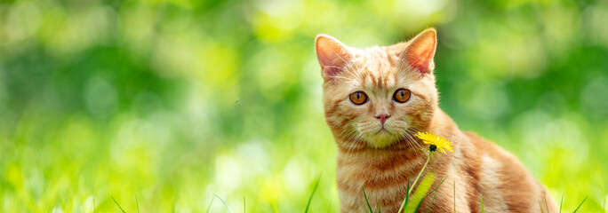 Portrait of a cat in nature outdoors. Red kitten sits in the garden on a summer sunny day....