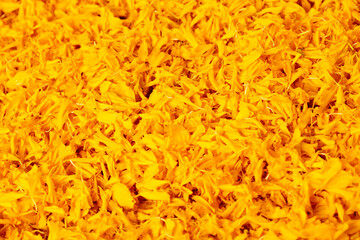Macro close up of yellow Marigold petals pile. Love, romance and celebrate ceremony of yellow...
