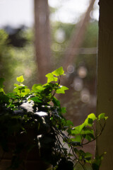 The binomial in Hedera helix entirety thus has the meaning "the clinging plant that coils in spirals (helices)". The modern English ivy derives from Middle English