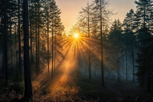 Dramatic Woodland Scene with shafts of light coming through the Trees. Beautiful Sunrise Nature Background.