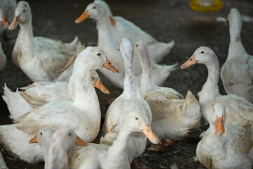 Flock of white ducks feeding on rural farm