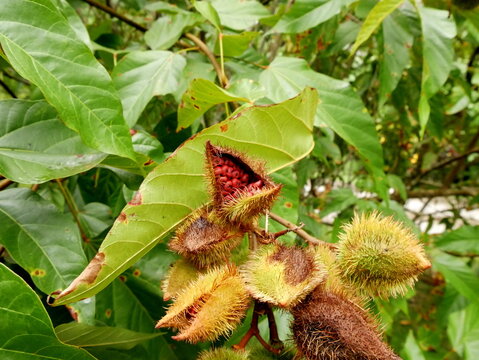 opened achiote fruit pod, with roucou seeds. Caribbean spice with red pigment