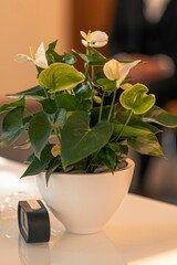 Beautiful view of a white Laceleaf in a pot