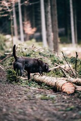 Beautiful view of a brown Labrador Retriever in the forest smelling something on the ground