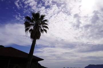 ヤシの木シルエット
