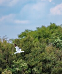 Vertical shot of a pied avocet bird in flight
