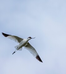 Vertical shot of a pied avocet bird in flight