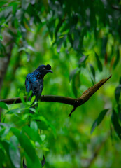 Vertical shot of a Greater racket-tailed drongo on a tree branch surrounded by foliage in the forest