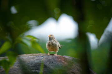 Selective focus of a Yellow-billed babbler standing on a stone in a forest, surrounded by foliage