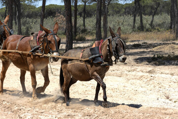 Typical mules that pull the pilgrims' carts along sandy roads and surrounded by pine forests.
