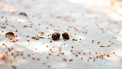 View of a plant seeds scattered in the park on the ground