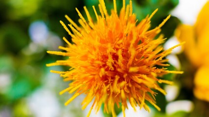 Closeup of a orange safflower in garden on blurred background