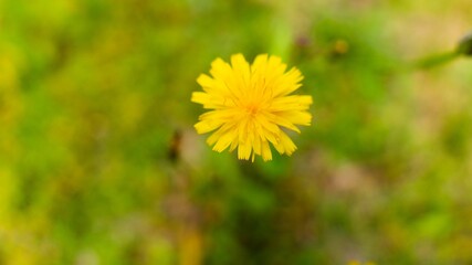 Closeup top shot of a yellow dandelion flower on blurry background