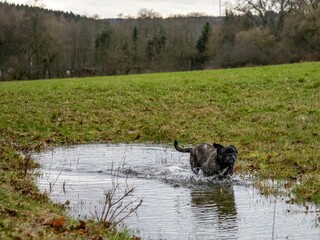 Olde English Bulldogge dog playing in a water puddle in the woods on a cloudy day