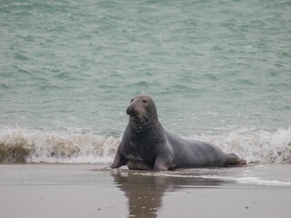 Adult gray seal coming out from the ocean to the sandy beach on a cloudy weather