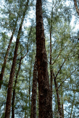 Pine tree on the beach 
