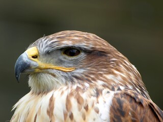 Closeup shot of the falcon