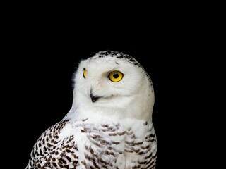 Closeup shot of a white owl