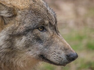 Close up of a Eurasian wolf (Canis lupus lupus) looking aside on a blurred background